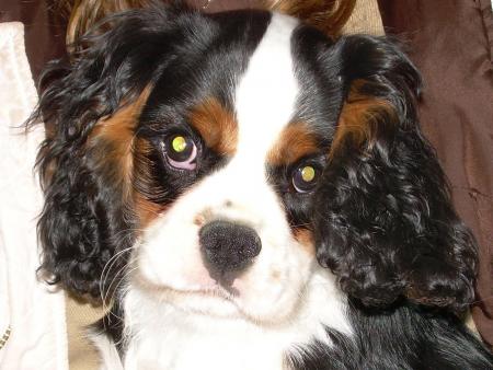 Benji