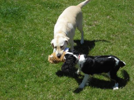 Benji et Viva