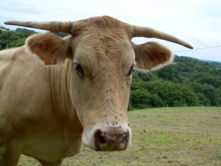 nos potines les vaches